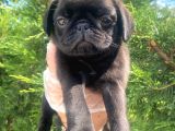 Sevimli Dişi Pug Yavrumuz