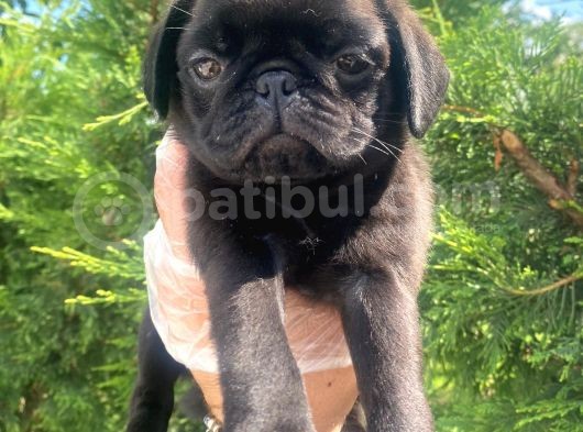 Sevimli Dişi Pug Yavrumuz görsel