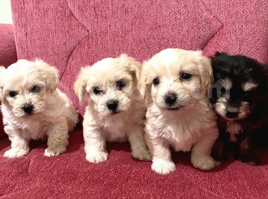 Orjinal Maltipoo Bebekler görsel