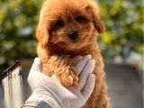 Minicik Toy Poodle Yavru