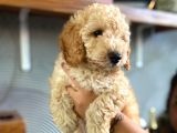 2 Aylık Toy Poodle Bebeğimiz