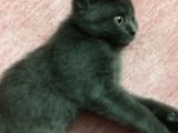Safkan British Shorthair Erkek 2 Aylık