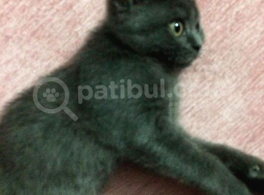 Safkan British Shorthair Erkek 2 Aylık görsel