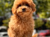 Minicik Toy Poodle Yavru
