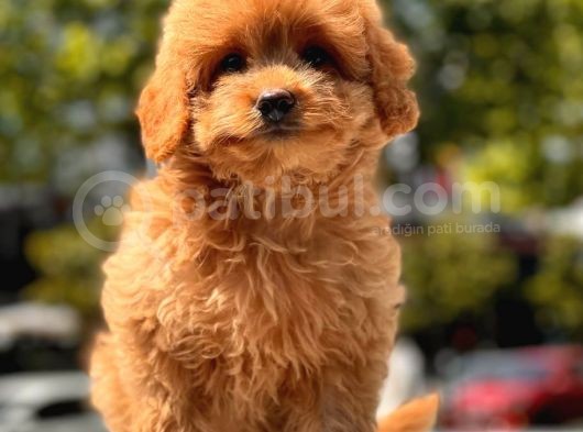Minicik Toy Poodle Yavru görsel