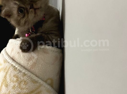 Sevimli Minik Patiler