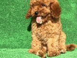 Safkan Minyatür Poodle Yavrularımız