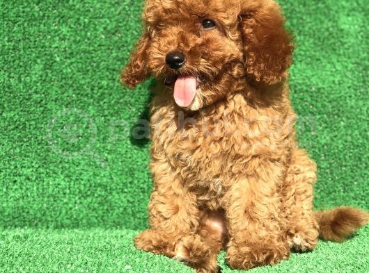 Safkan Minyatür Poodle Yavrularımız görsel