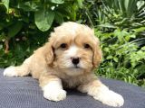 Maltipoo Toy Kahve Kızıl Çikolata