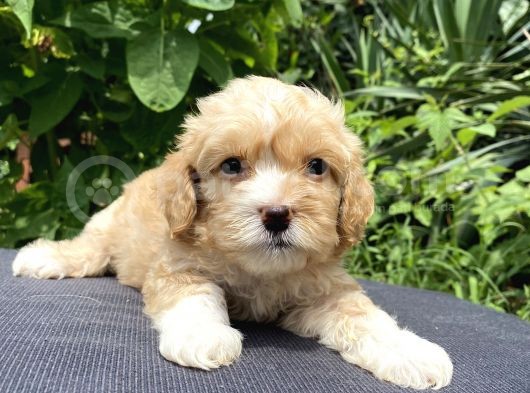 Maltipoo Toy Kahve Kızıl Çikolata görsel