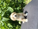 Show Bebek Yüz Maltipoo Yok Böyle