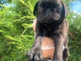 Sevimli Dişi Pug Yavrumuz