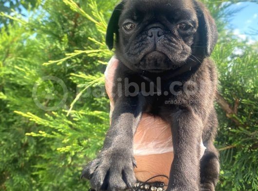 Sevimli Dişi Pug Yavrumuz görsel