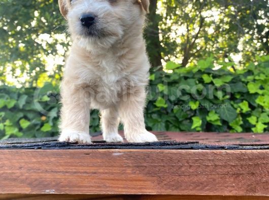 Bebek Surat Maltipoo görsel