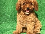 Safkan Minyatür Poodle Yavrularımız