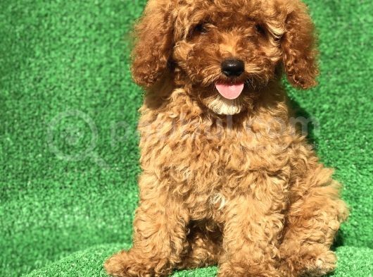Safkan Minyatür Poodle Yavrularımız