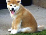 Saf Irk Akita İnu
