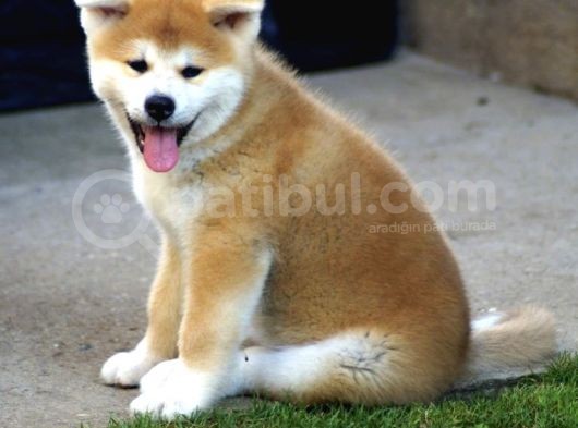 Saf Irk Akita İnu