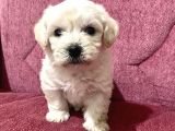 Orjinal Maltipoo Bebekler