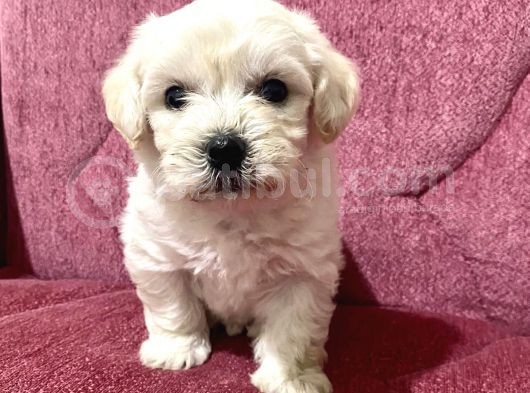 Orjinal Maltipoo Bebekler görsel