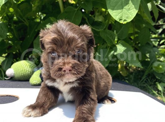 Maltipoo Toy Kahve Kızıl Çikolata