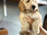 2 Aylık Toy Poodle Bebeğimiz