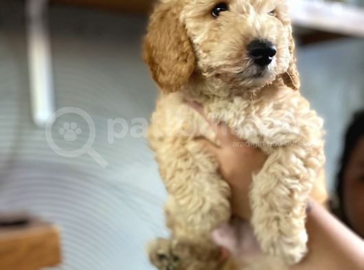 2 Aylık Toy Poodle Bebeğimiz görsel