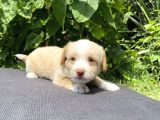 Maltipoo Toy Kahve Kızıl Çikolata