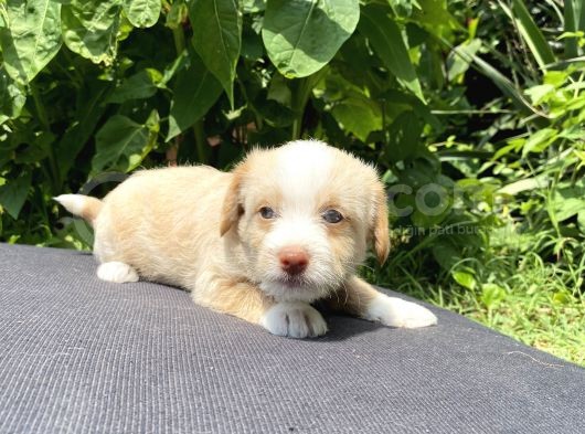 Maltipoo Toy Kahve Kızıl Çikolata görsel
