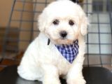 Yakışıklı Maltese Terrier