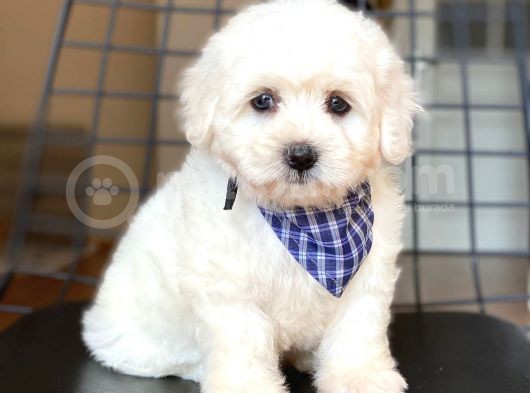 Yakışıklı Maltese Terrier görsel