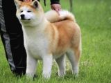 Saf Irk Akita İnu