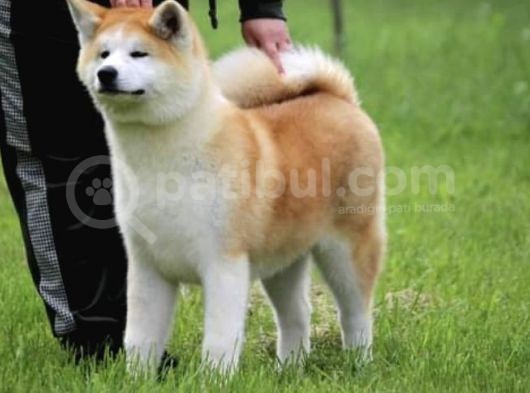 Saf Irk Akita İnu görsel