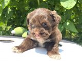 Çikolata Maltipoo