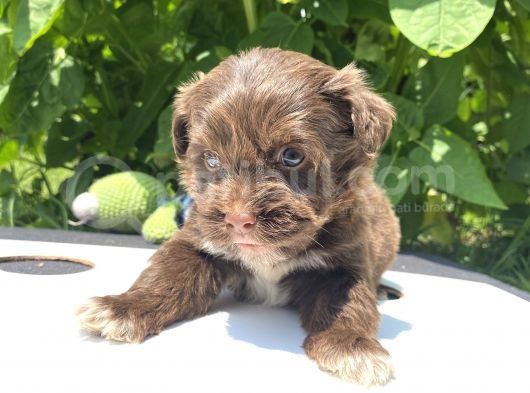 Çikolata Maltipoo görsel