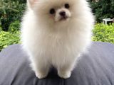 Teddy Bear Garantili Pomeranian White