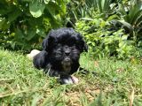 Maltipoo Toy Kahve Kızıl Çikolata
