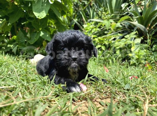 Maltipoo Toy Kahve Kızıl Çikolata görsel
