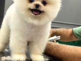 Mükemmel Kalite Pomeranian Boo