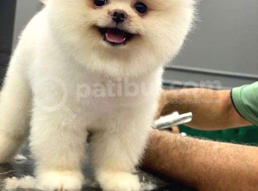Mükemmel Kalite Pomeranian Boo görsel
