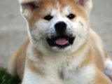 Saf Irk Akita İnu