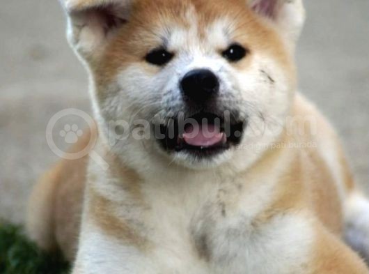 Saf Irk Akita İnu görsel