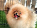Mükemmel Kalite Pomeranian Boo