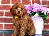 Micro Chipli Pasaportlu Toy Poodle Yavrular
