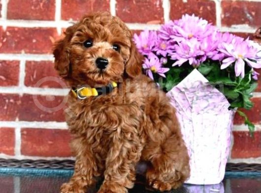 Micro Chipli Pasaportlu Toy Poodle Yavrular