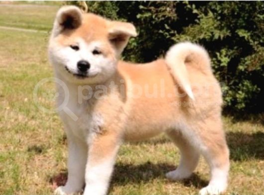 Saf Irk Akita İnu görsel
