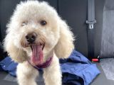 1 Buçuk Yaşındaki Toy Poddle Köpeğime Yeni Yuva Arıyorum