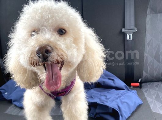 1 Buçuk Yaşındaki Toy Poddle Köpeğime Yeni Yuva Arıyorum görsel