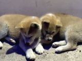 Saf Irk Akita İnu
