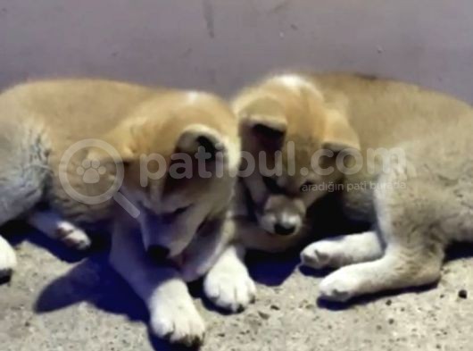 Saf Irk Akita İnu görsel